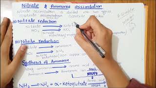 Nitrate and ammonia assimilation  Full explaination in Hindi and Urdu physiology [upl. by Odlanra]