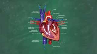 Herz amp Blutkreislauf verständlich erklärt [upl. by Narda]