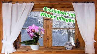 Orchideen pflegen im Winter  Gießen Düngen Standort Temperatur  Orchideen überwintern [upl. by Tali352]