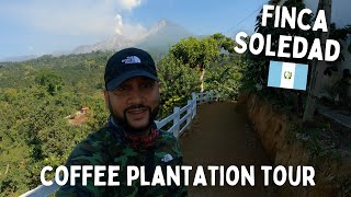 Finca Soledad Coffee Plantation close to Volcán Santiaguito  Guatemala 🇬🇹 [upl. by Adiehsar]