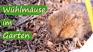 Wühlmäuse 🐭 im Garten  Schlimmer als gedacht [upl. by Vasti842]