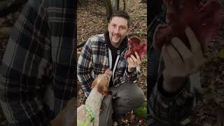 Beefsteak Mushroom Fistulina hepatica [upl. by Mcgrath]