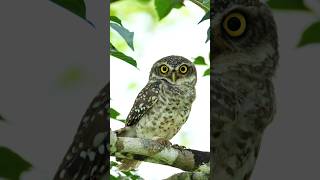 Spotted Owlet birds youtubeshorts wildlife shorts [upl. by Neroled]