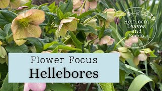 25 Flower Focus Hellebores All About Hellebore Plants Heirloom Leaves and Seeds How to gardening [upl. by Atinev]