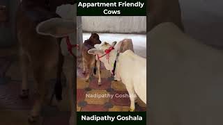 Nadipathy goshala cow minicow babyanimals trending animals minicowshed [upl. by Ferdinande]