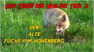 Die Tiere des Waldes Teil 2 quot Der Alte Fuchs vom Hohenberg quot [upl. by Iclehc]