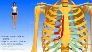 Muscle grand pectoral  description et rapports [upl. by Abdul608]