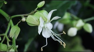 Clerodendrum wallichii quotProsperoquot  Losbaum Glorybower [upl. by Jacoba764]