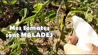 Jessaie de sauver mes plants de tomates malades [upl. by Keung]