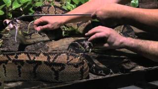 Cape Fear Serpentarium Downtown Wilmington NC 2mp4 [upl. by Notnilc]