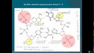 Biologia  Budowa DNA [upl. by Dieball]