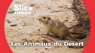 Les Zoologistes du Desert I SLICE ANIMAUX [upl. by Berl969]