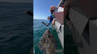 Big halibut coming on board halibut bigfish alaskafishing fishingvideo outdoorsman [upl. by Trebuh543]