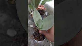 Sansevieria moonshine ornamental plant shorts gardening [upl. by Aliek]