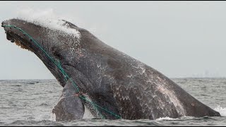 Scarlets entanglement Newport Beach 8616 [upl. by Yennej164]