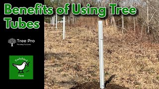 Benefits of Using Tree Protection Tubes  Planting Dunstan Chestnut Trees [upl. by Ayahsey]