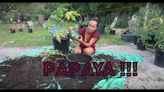 Growing Papaya In Containers [upl. by Niltak716]