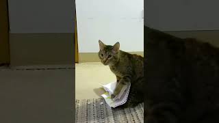 Chubbs the cat The year anniversary of the calendar tear up cat funny [upl. by Ibrik419]