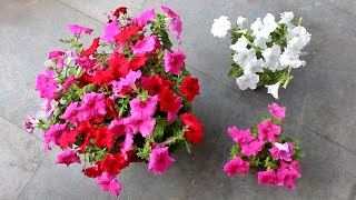 5 SECRETS to Get 100X More FLOWERS on Petunia [upl. by Nairred]