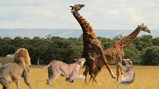 Family Lions vs Giraffe Fight to the death  Amazing Giraffe Knockout Herd Of Lions One By One [upl. by Ttezil264]