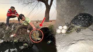 Turtle Or Eggs Ko Rescue Kr Lia 🐢 Happy 😍 [upl. by Costanzia]