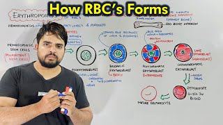 Erythropoiesis Process of Production of Red Blood Cells Hematopoiesis [upl. by Chloe]