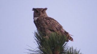 Great Horned Owl Calling  Maryland Oregon and Arizona [upl. by Jansson]