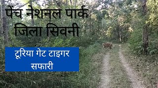 Pench National Park  Seoni Tiger Safari [upl. by Sylram]