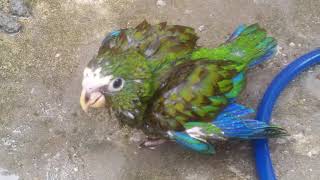 😍The beauty of bird Pionus Senilis bathing😍 [upl. by Merlin]