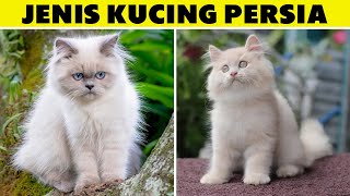 4 Jenis Kucing Persia Paling Populer Kenali Ciri Fisik dan Harganya [upl. by Barnabe]