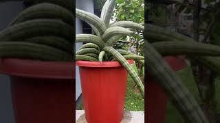 Sansevieria Bella platinum repotting [upl. by Vinn824]