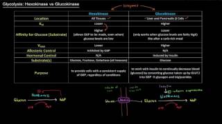 Glycolysis Hexokinase vs Glucokinase free sample [upl. by Ricki]