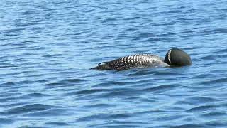 Loons on Martins Pond VT August 8 2024 [upl. by Eselehs]