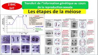 Transfert de linformation génétique au cours de la reproduction sexuée la méiose شرح بالداريجة [upl. by Neemsay152]