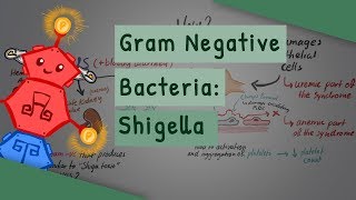 Gram Negative Bacteria Shigella [upl. by Danyluk]