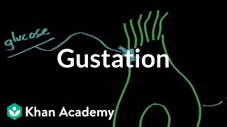 Gustation  structure and function  Processing the Environment  MCAT  Khan Academy [upl. by Xenia]