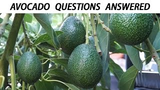 Your Avocado Growing Questions Answered  Tips For Growing Great Avocados [upl. by Ruhtua]