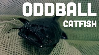 Odball Catfish from the Amazon Basin [upl. by Atsirhc631]