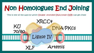 NHEJ  Nonhomologous end joining  What proteins are involved in nonhomologous end joining [upl. by Hajile]