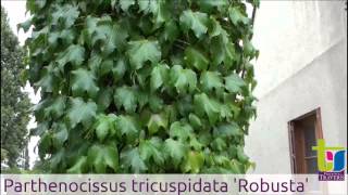 Parthenocissus tricupisdata Robusta  Pépinières TRAVERS  Spécialiste des plantes grimpantes [upl. by Macswan563]