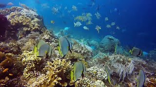 Dive into Paradise Cozumel Mexicos Tranquil Underwater Bliss [upl. by Eiramlatsyrk]