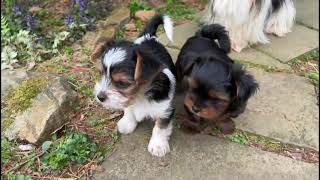 YorkieBiewer Terrier Play Video  Cute Puppies [upl. by Tamarah]