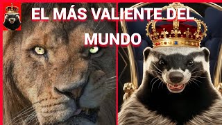 El Animal Más Valiente Del Mundo El Imparable Tejón De La Miel [upl. by Obala]