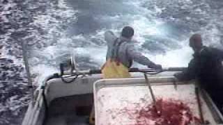 Albacore Tuna Fishing Aug 2009 off Winchester Bay Oregon [upl. by Ahsuat]