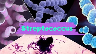 AULA 55 STREPTOCOCCUS [upl. by Sillaw907]