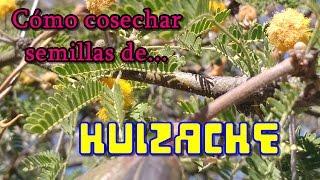 Cómo cosechar semillas de HUIZACHE Acacia farnesiana [upl. by Mackenzie]