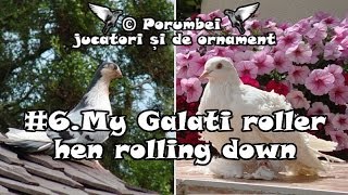 Roller pigeon Galati Roller rolldown hen flying [upl. by Ingmar]