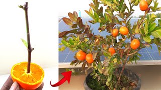 Grow Orange Fruit in Carissa Carandas tree 100 Work  How to grow Carissa Carandas tree [upl. by Raimund]