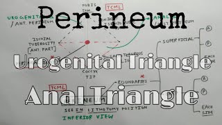 Perineum Anatomy  Part 2  TCML Chart  The Charsi of Medical Literature [upl. by Enileqcaj]