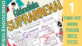 FISIOLOGÍA DE LA GLÁNDULA SUPRARRENAL CORTISOL Completo embrio anato histo Fisio Endocrino1 [upl. by Imuy]